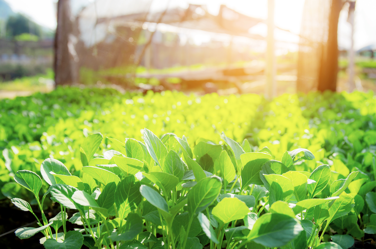 Do Hydroponic Plants Need Sunlight?