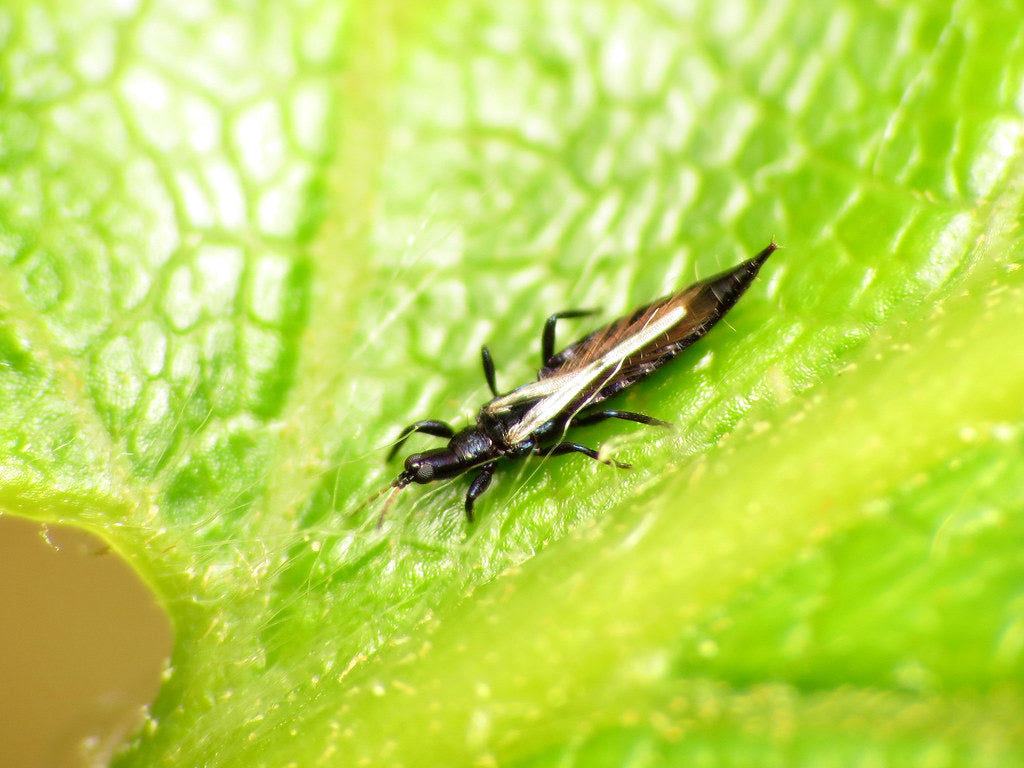 Integrated Pest Management Thrips Proponics