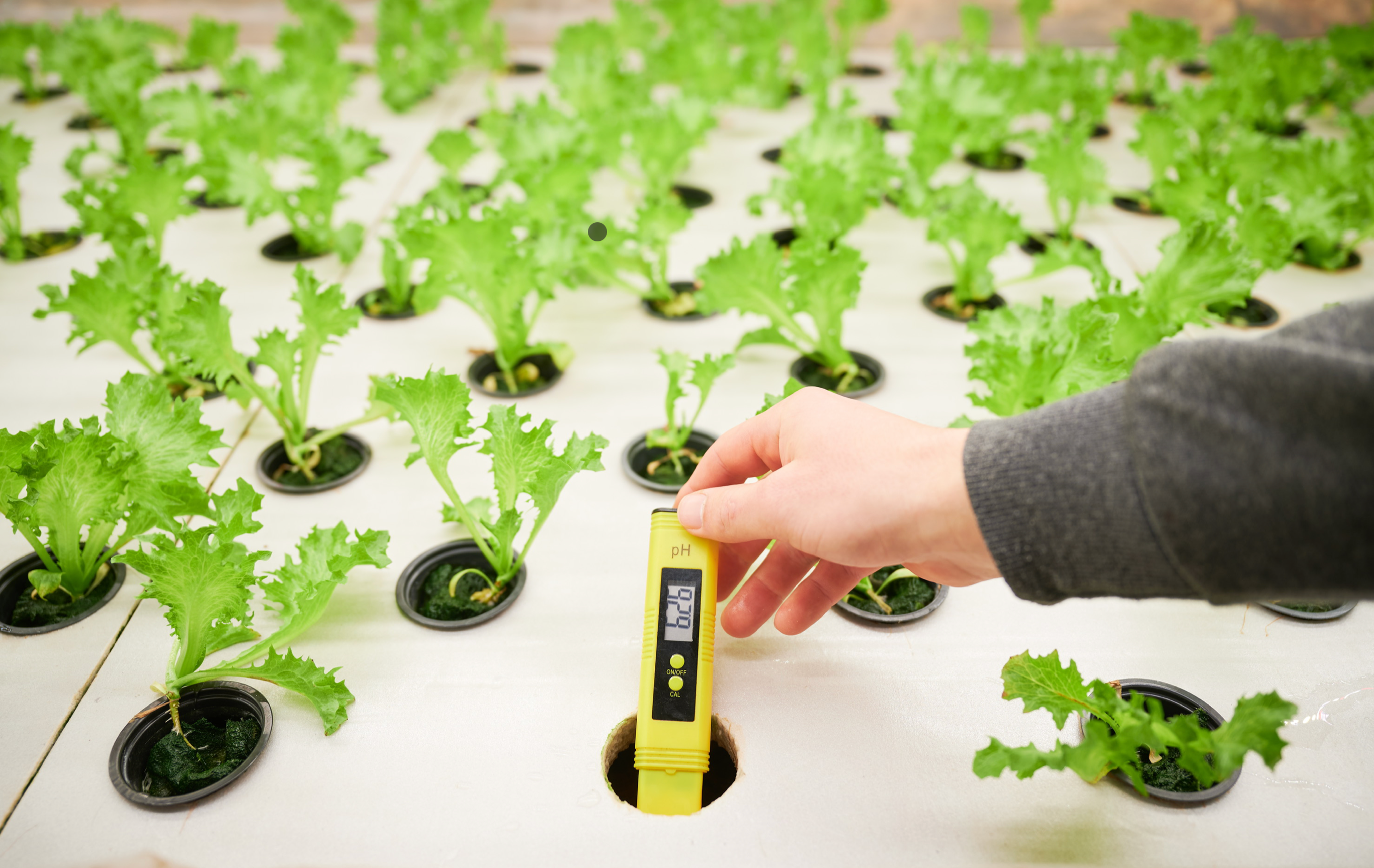 Nutrient Deficiencies in Hydroponics