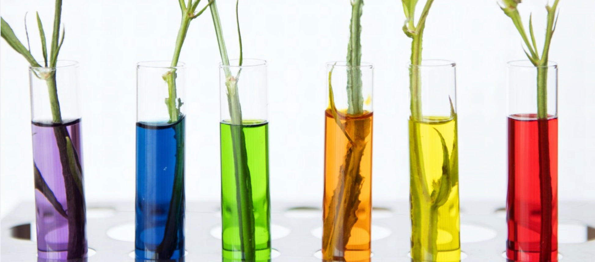 Ideal Nutrient Mix for Hydroponic Lettuce and other Greens