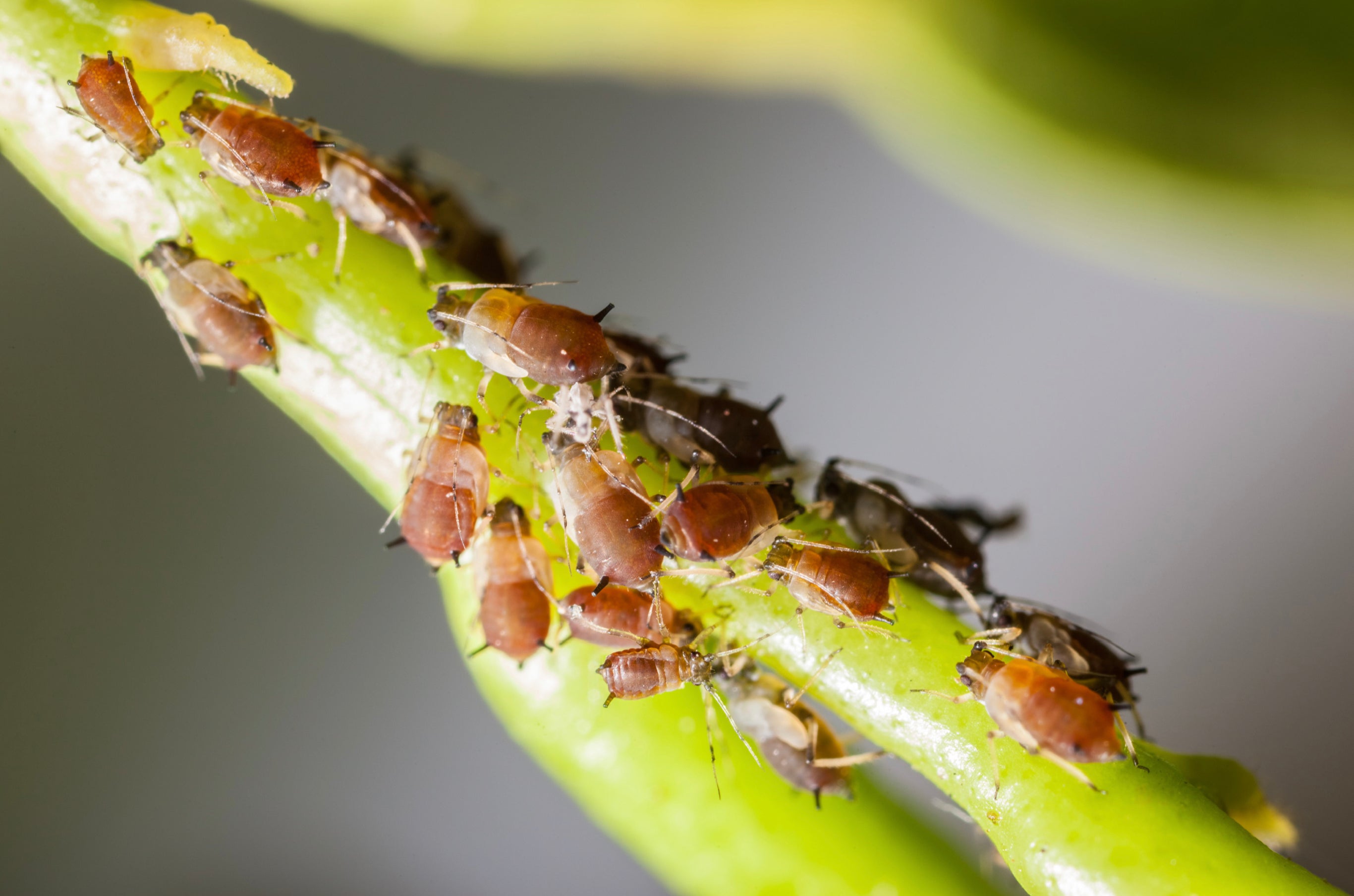 Antack Liquid Ant Bait, Fertilizers & Plant Nutrients