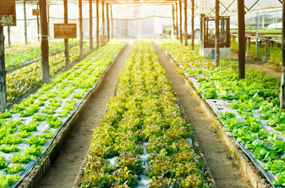 Hydroponic Crop Selection: An Easy Guide