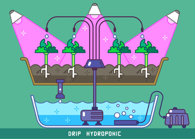 Hydroponic Drip System Explained and How to Build
