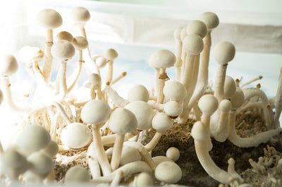 Soilless Mushrooms - A Grower’s Guide
