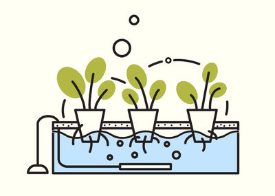 Hydroponic Systems for Beginners