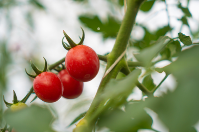 Hydroponic Tomatoes - A Grower’s Guide