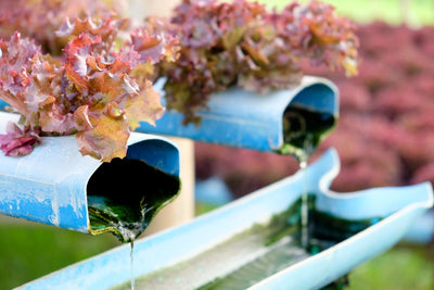 Hydroponic Water and Water Management