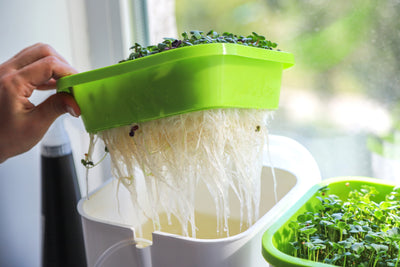 DIY Indoor Hydroponic Herb Garden