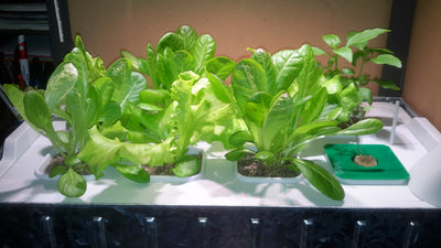 The Right Indoor Hydroponic Kit for You
