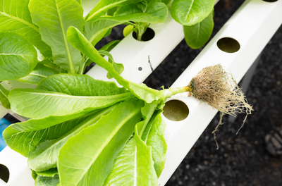 Maintaining and Cleaning Your Hydroponic System