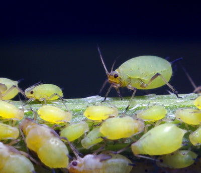 What is Integrated Pest Management? - Part 1
